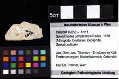 Foto (Objket + Etiketten) von Goniodromites complanatus (Reuss, 1858) 